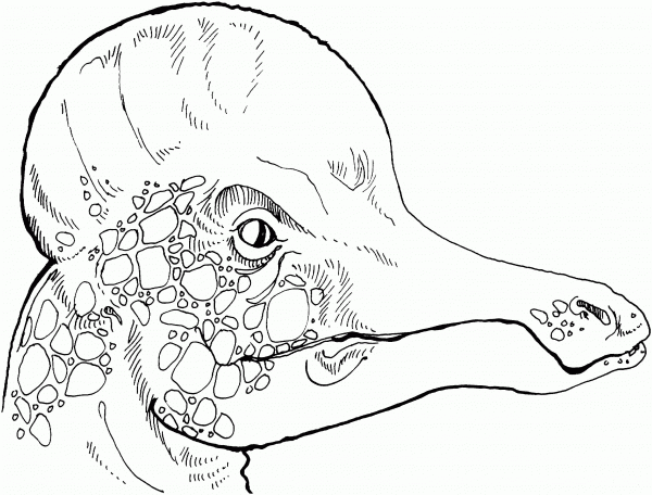 Corythosaurus Hadrosaurs Head coloring page image
