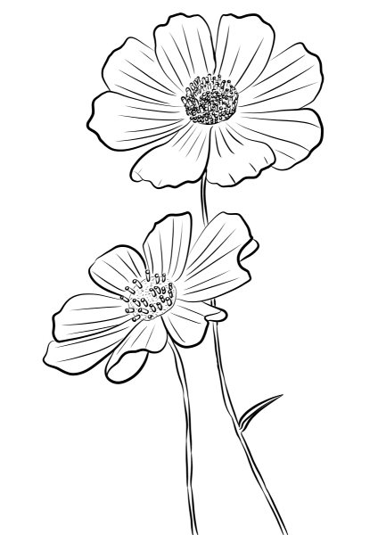 Cosmos Bipinnatus coloring page image