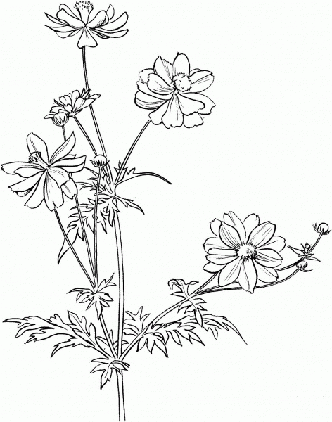 Cosmos Bipinnatus or Garden Cosmos or Mexican Aster coloring page image