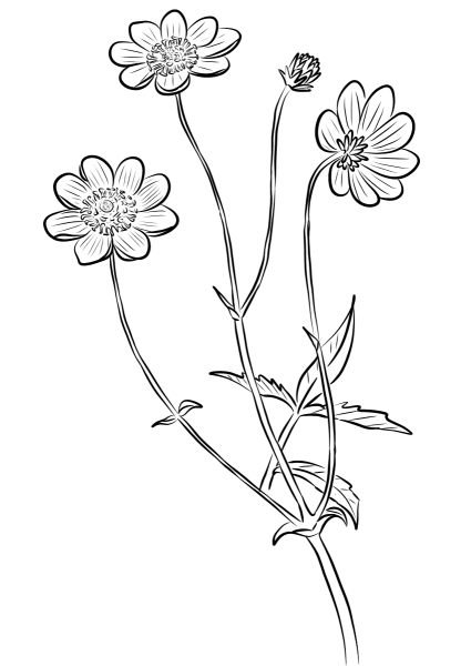 Cosmos Scabiosoides coloring page image