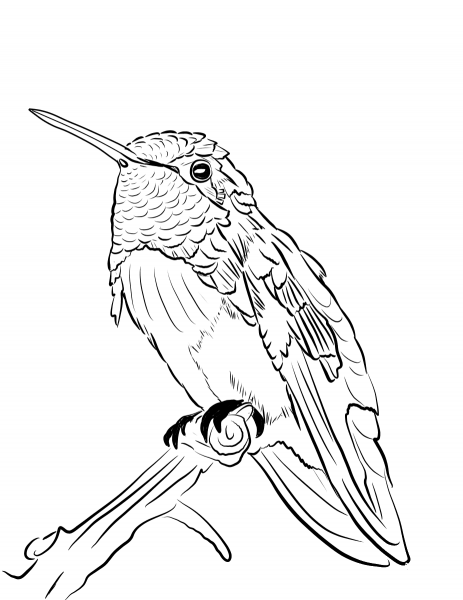 Costa’s Hummingbird coloring page image