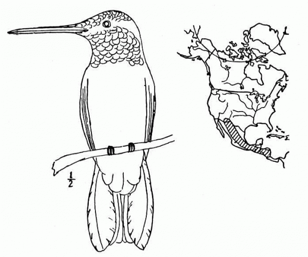 Costa’s hummingbird range map coloring page image