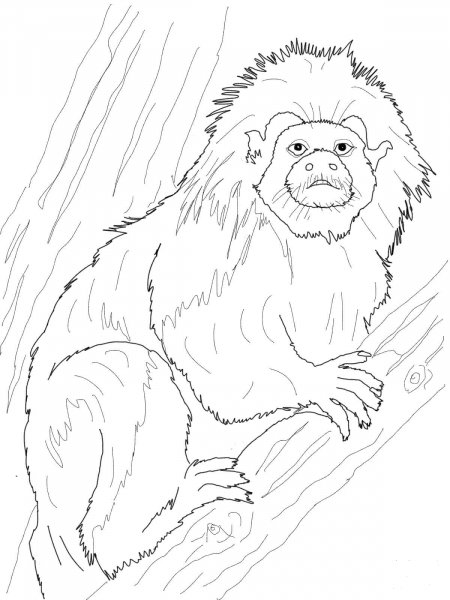 Cotton Top Tamarin coloring page image