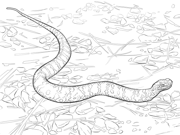 Cottonmouth Snake coloring page image