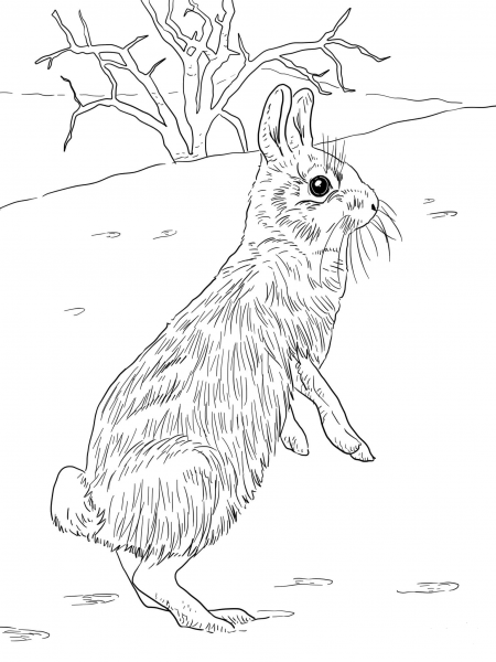 Cottontail Jackrabbit Standing coloring page image