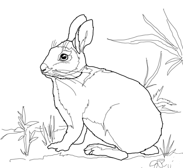 Cottontail Marsh Rabbit coloring page image