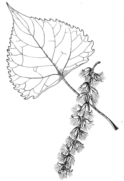 Cottonwood Tree Leaf coloring page image