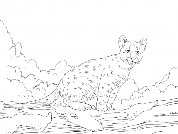 Cougar Baby coloring page image