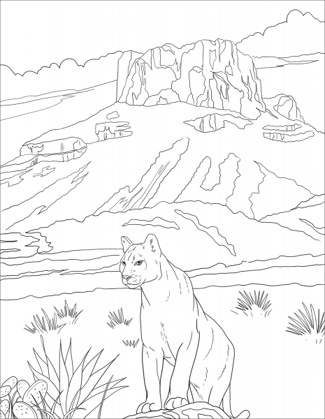 Cougar coloring page image
