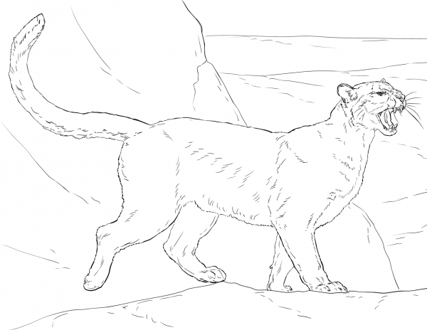 Cougar coloring page image