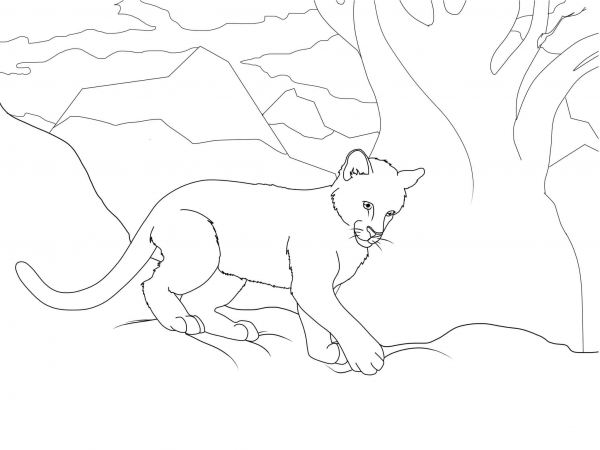 Cougar Cub coloring page image