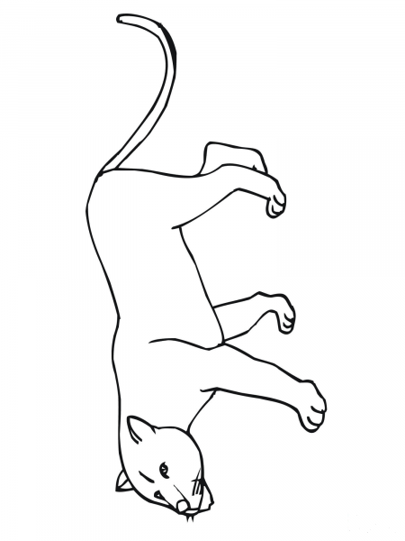 Cougar or Puma or Panther or Mountain Lion coloring page image