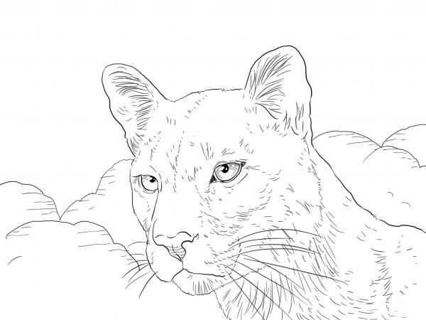Cougar Portrait coloring page image