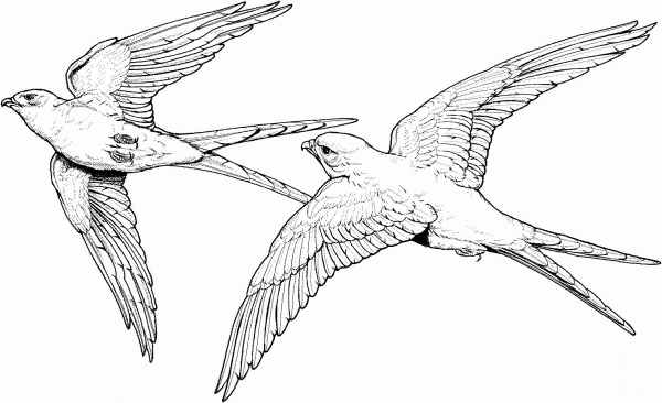 Couple Of Falcon coloring page image