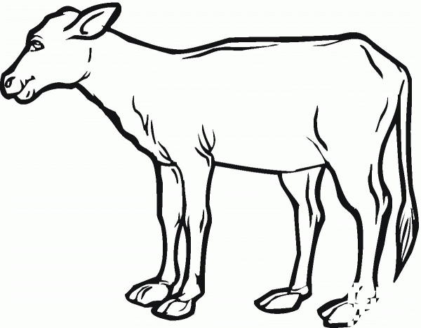 Cow calf coloring page image