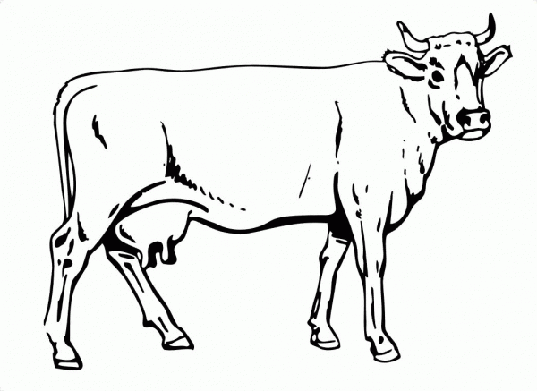 Cow coloring page image