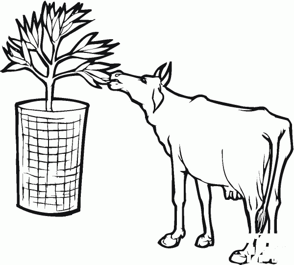 Cow Eat Leaf coloring page image
