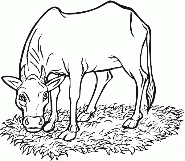 Cow Eating Grass coloring page image