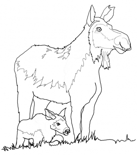 Cow Moose and Calf coloring page image