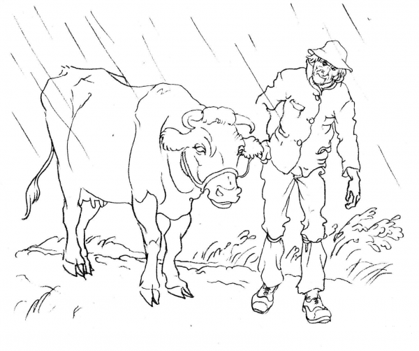 Cow with a Man coloring page image