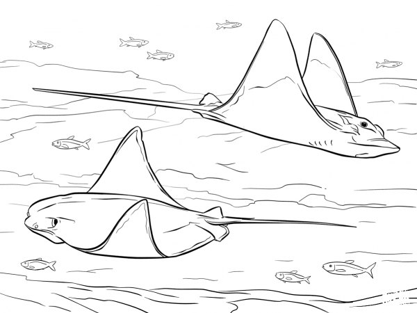 Cownose And Bull Eagle Rays coloring page image