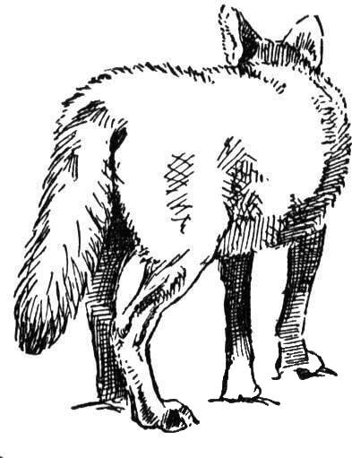 Coyote 10 coloring page image