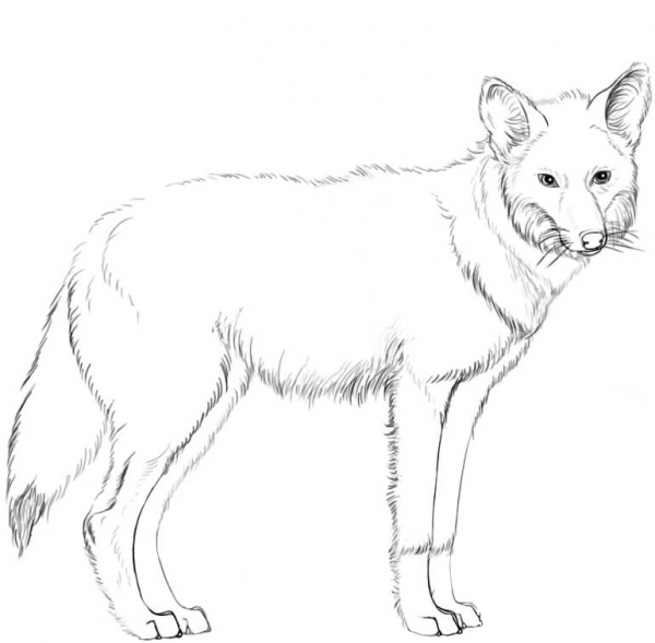 Coyote coloring page image