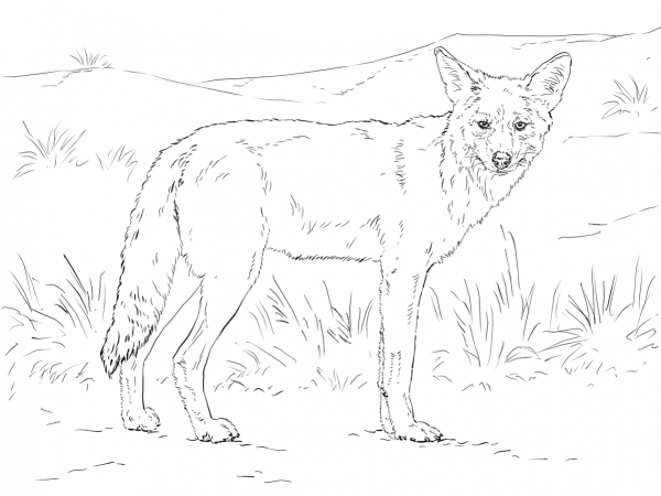 Coyote coloring page image