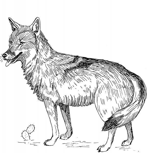 Coyote coloring page image