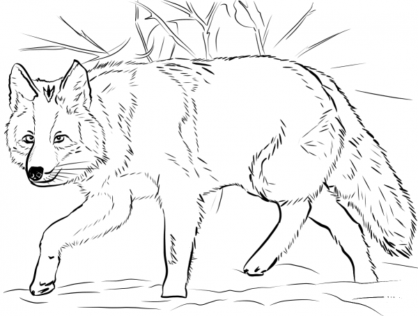 Coyote Crouching coloring page image