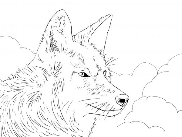 Coyote Head coloring page image