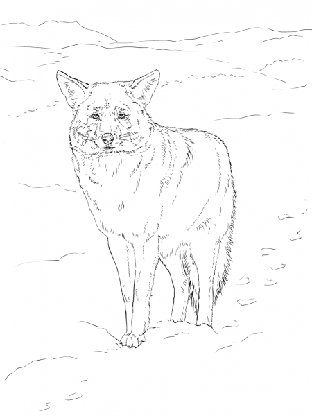 Coyote Portrait coloring page image