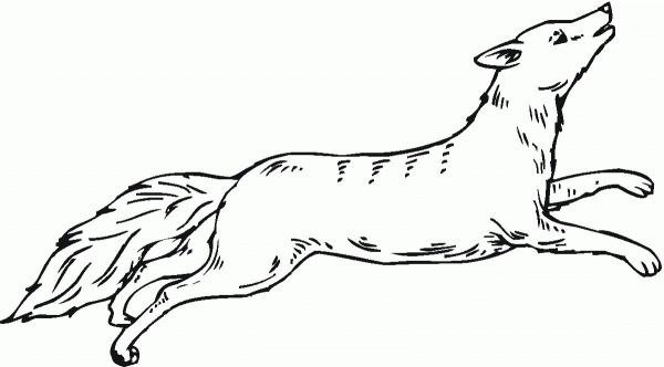 Coyote run coloring page image