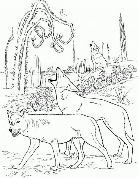 Coyotes Howling in Desert coloring page image