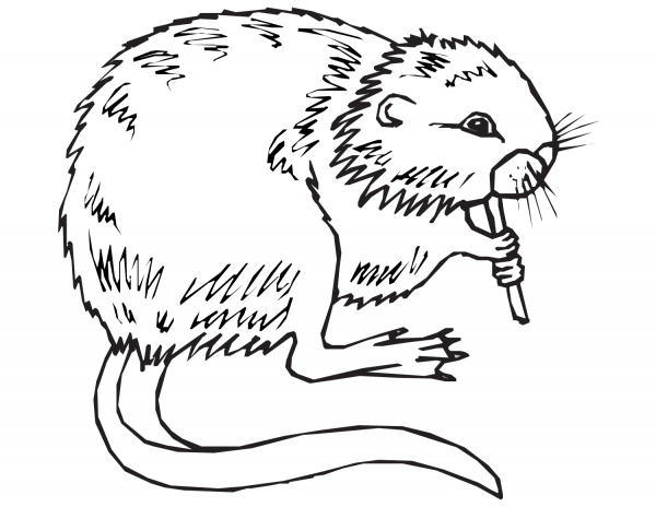 Coypu coloring page image