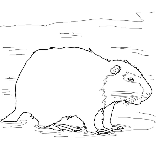 Coypu Nutria coloring page image