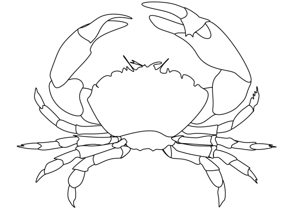 Crab coloring page image