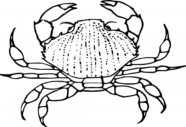 Crab coloring page image