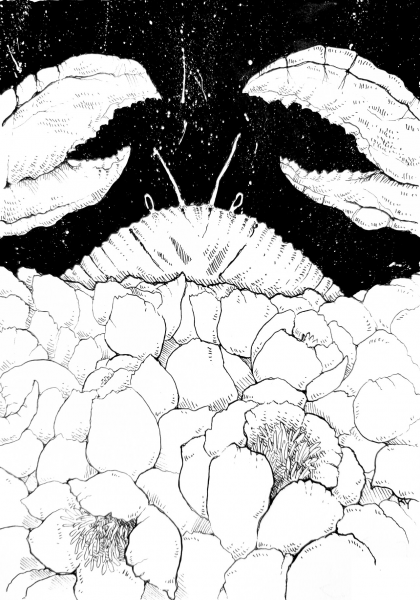 Crab coloring page image