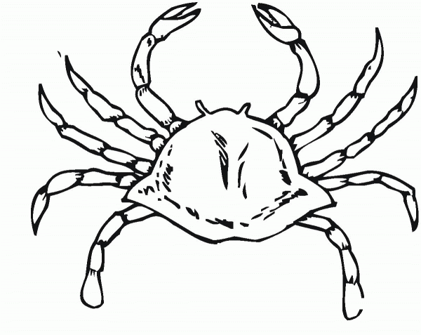 Crab  coloring page image