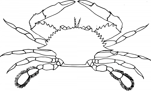 Crab coloring page image
