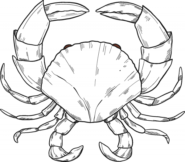 Crab coloring page image