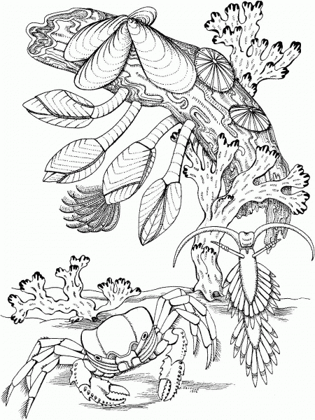Crab near coral reef coloring page image
