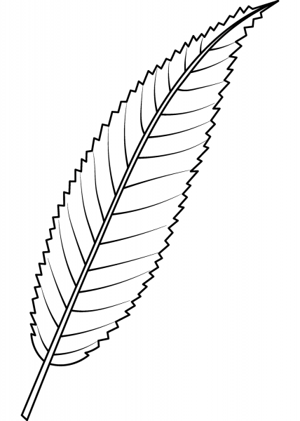 Crack Willow Leaf coloring page image