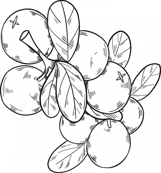 Cranberries coloring page image