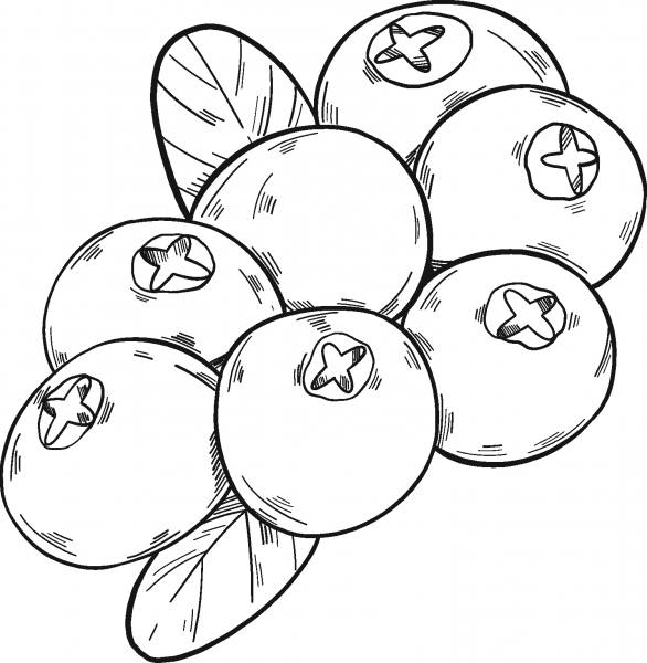 Cranberries coloring page image