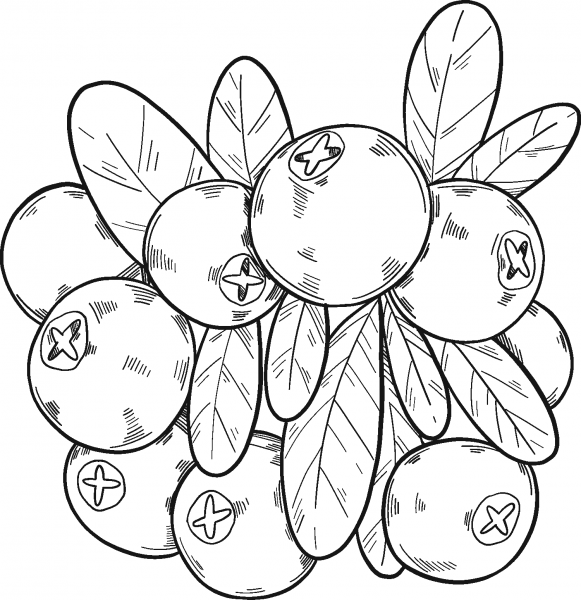Cranberries coloring page image