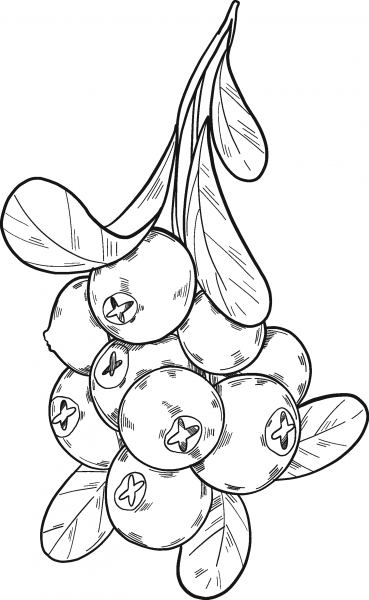 Cranberries coloring page image