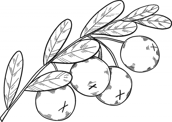 Cranberries coloring page image