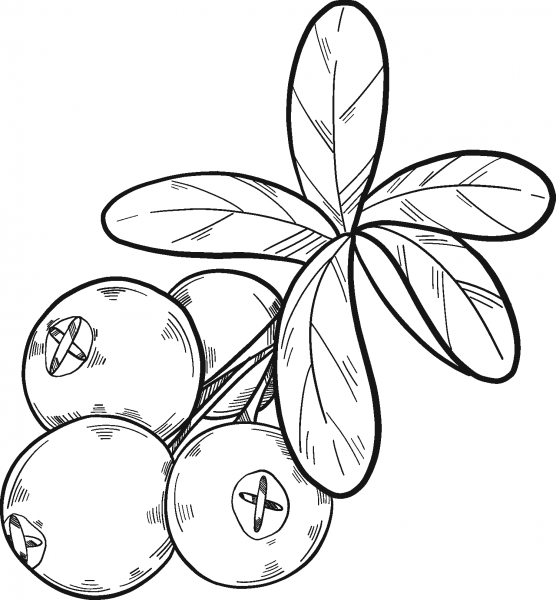 Cranberries coloring page image